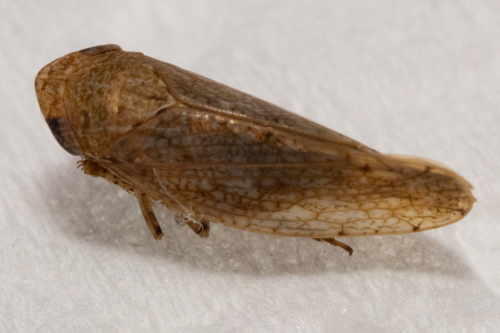 Paraphlepsius carolinus
