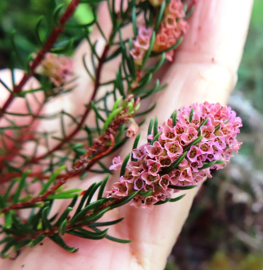 Pineapple Heath