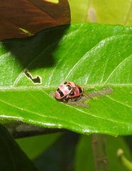 Asphaera quadrifasciata
