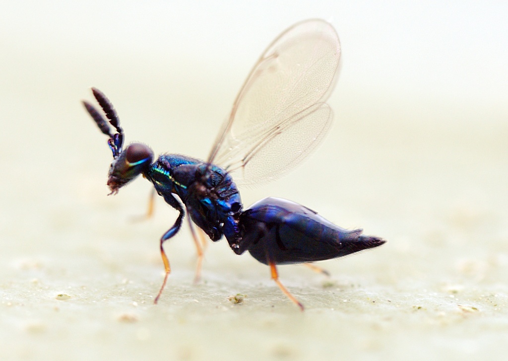 Errolia cyanea