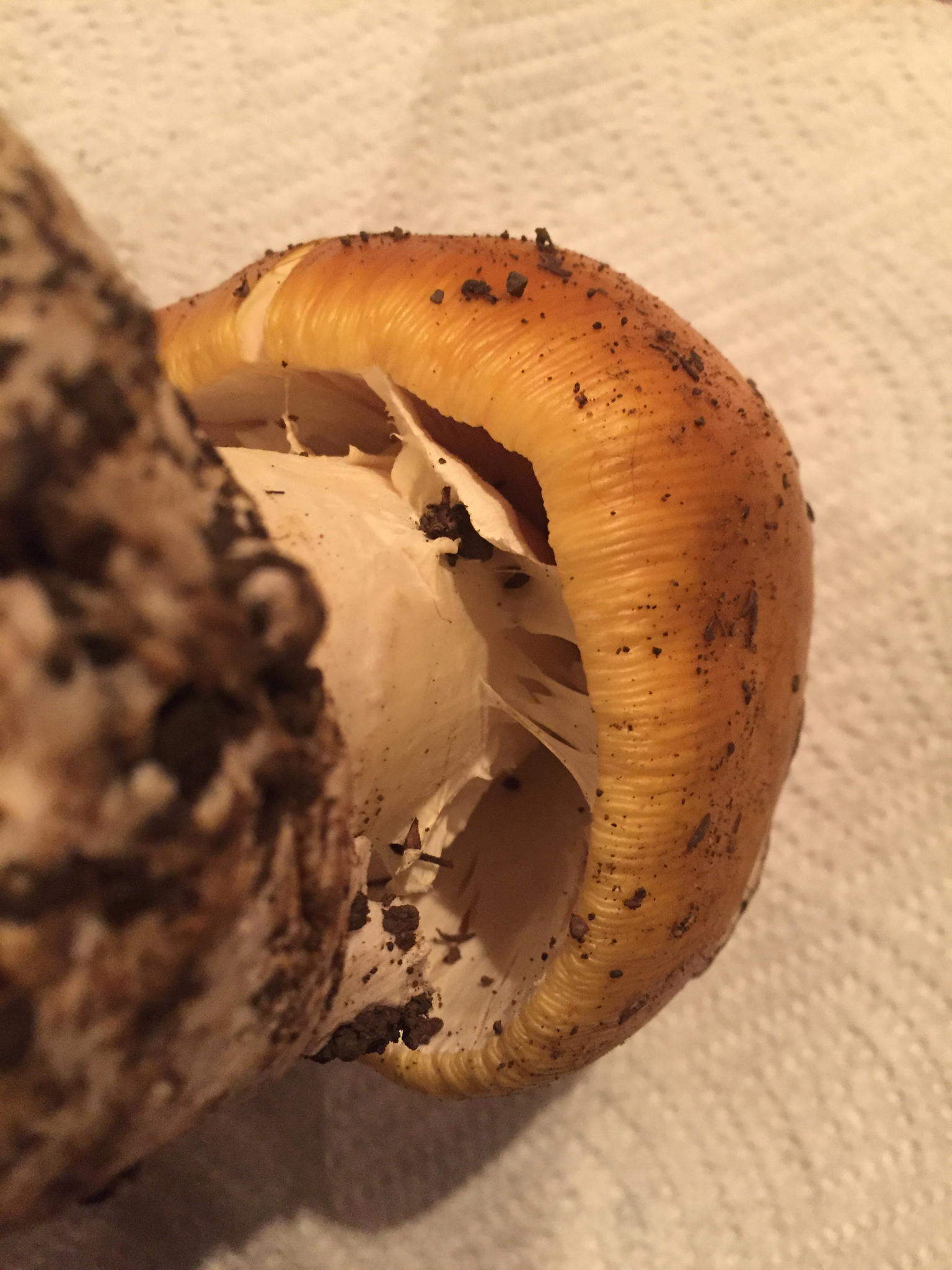 Amanita calyptroderma image