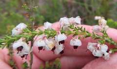 Erica viscidiflora