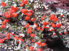 Cladonia incrassata