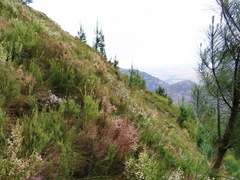 Erica viscidiflora