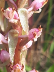 Satyrium ligulatum