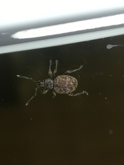 Otiorhynchus crataegi