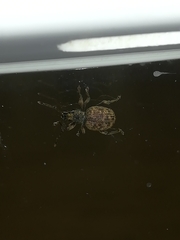 Otiorhynchus crataegi