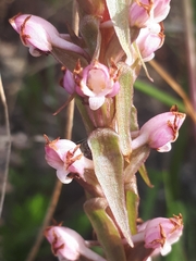Satyrium ligulatum