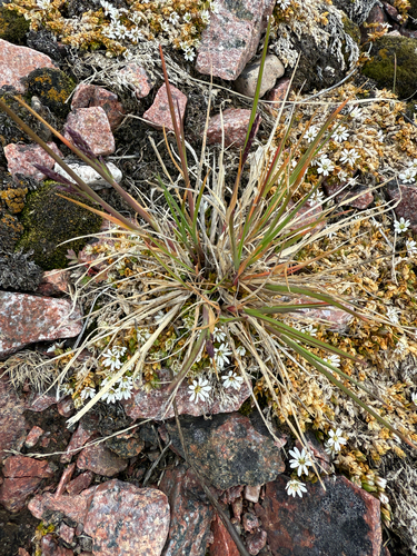 Glaucous Bluegrass (Poa glauca)