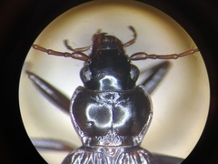Nebria obliqua