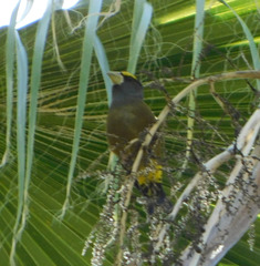 Coccothraustes vespertinus brooksi