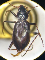Nebria obliqua