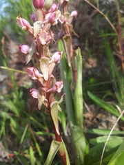 Satyrium ligulatum
