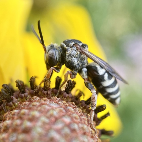 Erased Cuckoo Nomad Bee