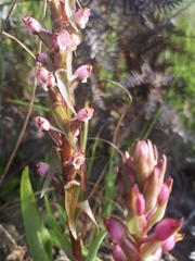 Satyrium ligulatum