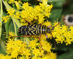 Megacyllene robiniae