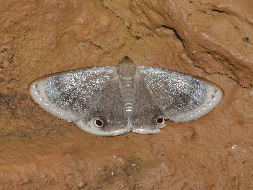 Tasta chalybeatoides