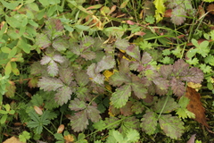 Podosphaera ferruginea