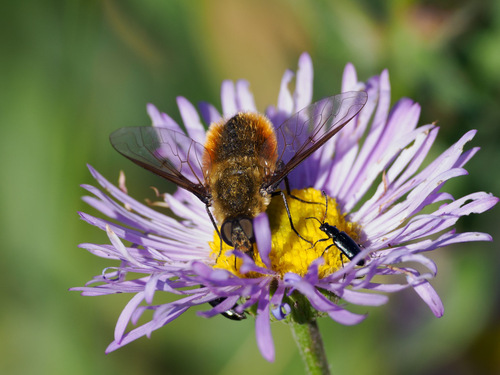 Unknown species found near Park County, WY, USA