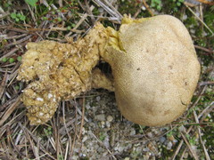 Scleroderma meridionale