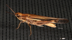 Aiolopus thalassinus dubius