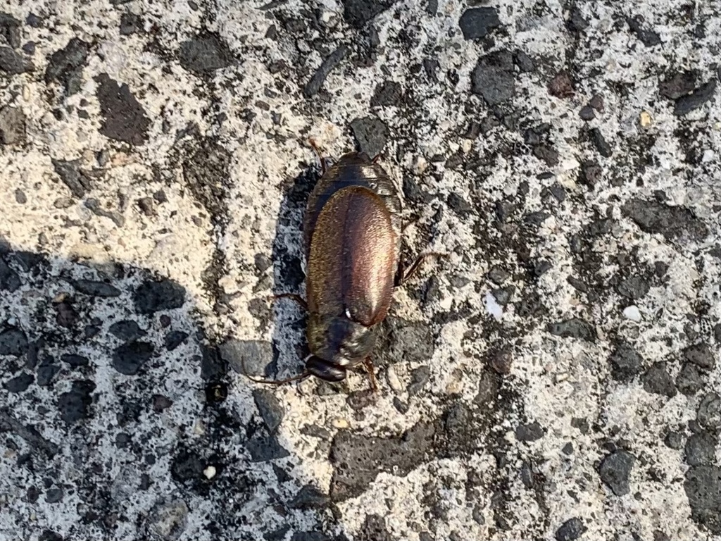 Pacific Beetle Cockroach