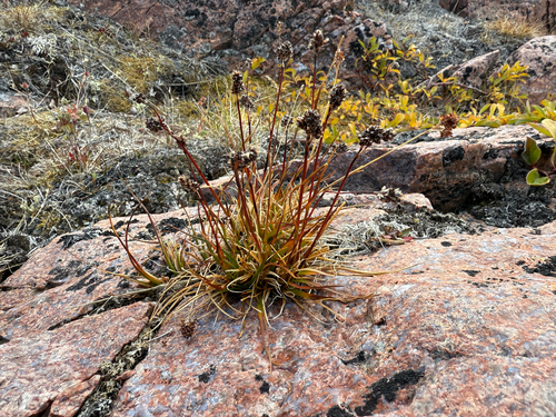 Northern Woodrush (Luzula confusa)