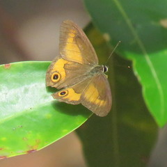 Hypocysta irius