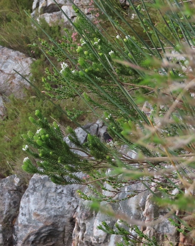 Image of Stilbe serrulata by (c) linkie, some rights reserved (CC BY)