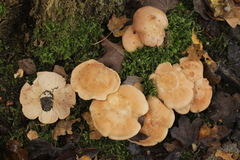 Rhodocybe gemina