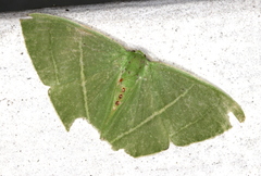 Urolitha bipunctifera