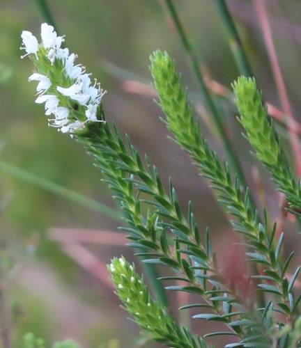 Image of Stilbe serrulata by (c) linkie, some rights reserved (CC BY)