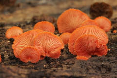Crepidotus cinnabarinus