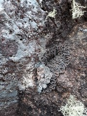 Leioderma duplicatum