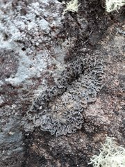 Leioderma duplicatum