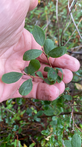bog bilberry