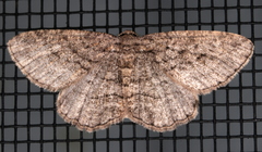 Zermizinga sinuata