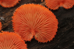 Crepidotus cinnabarinus