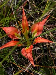 Lilium catesbaei image