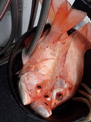 Lutjanus malabaricus