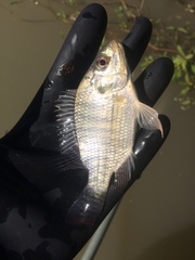Oreochromis niloticus