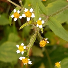 Galinsoga quadriradiata