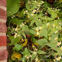 Galinsoga quadriradiata