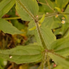 Galinsoga quadriradiata