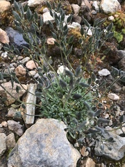 Draba nivalis