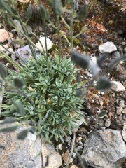 Draba nivalis