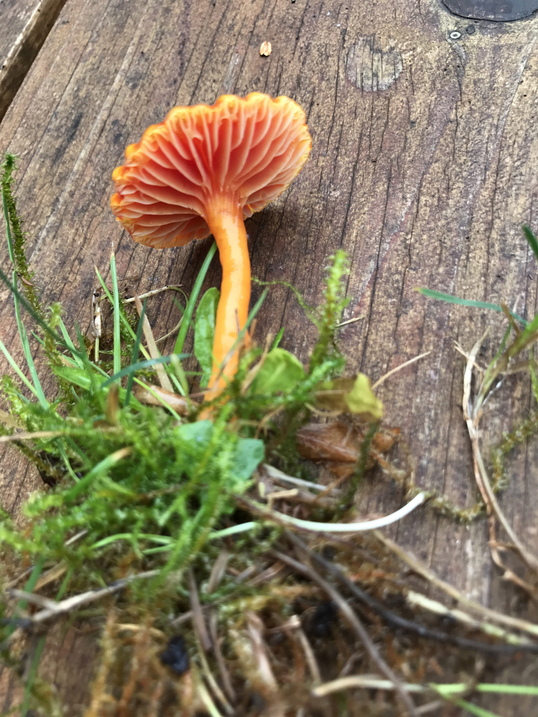 Hygrocybe minutula