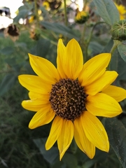 Helianthus