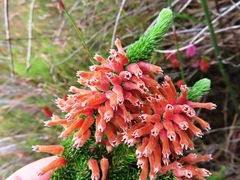 Erica xanthina
