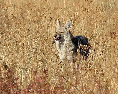 Coyote photographed in Montana